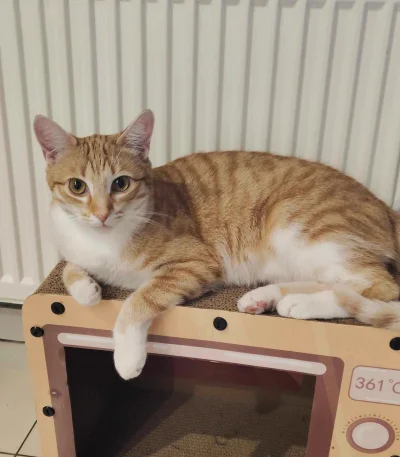 kujukuju - #kitku #pokazkota 
Kropek w ostatnich dniach się pochorował, critical był ...