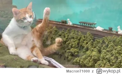 MacronT1000 - #bezczelnekotkiwchodzacenamakietykolejowe  #koty #kitku 

Bred-gęs
Tani...