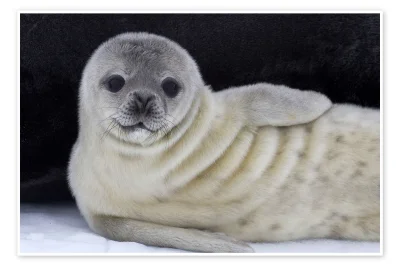 eulenspiegel - @Beadowulf: no ba