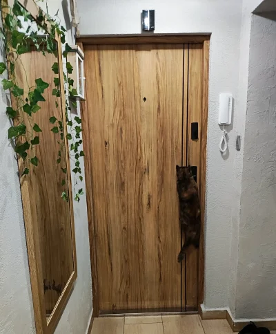 TrisssMerigold - Czy wasze koty tez otwierają sobie drzwi i tak poprostu wychodzą ? C...