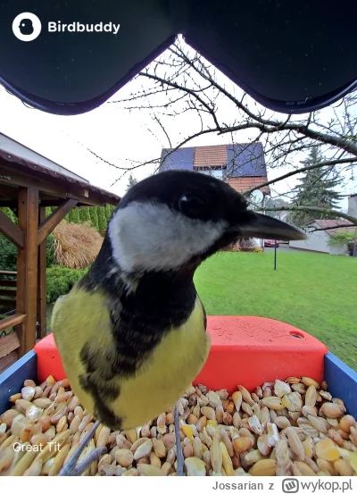 Jossarian - A tak na co dzień to zaglądają sikorki bogatki: