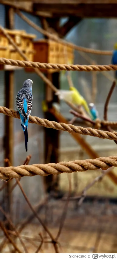 Sloneczko - #fotografia #mojezdjecie #przyroda #papugi