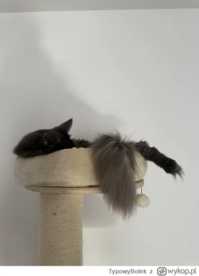 TypowyBolek - @Tyrande 乁(♥ ʖ̯♥)ㄏ