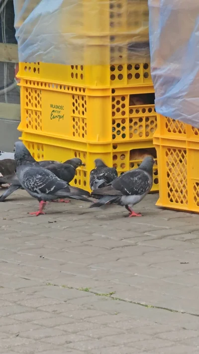 Ferdy - Pracownik Carrefour: "no, w niedzielę tydzień temu było tak samo, ale nic z t...