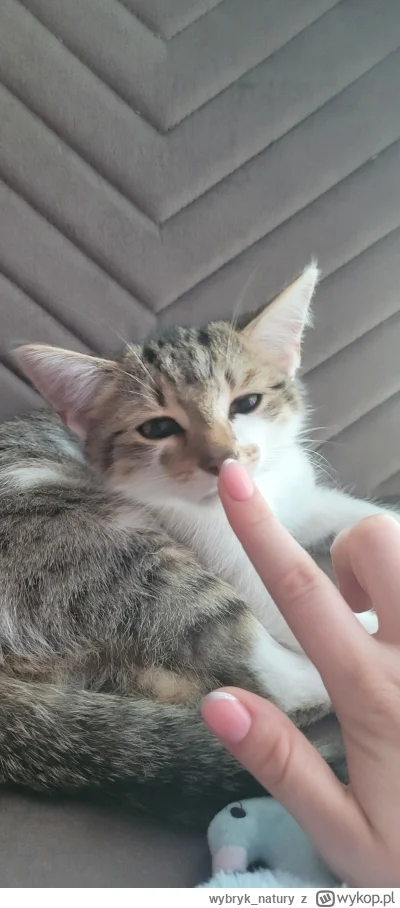 wybryk_natury - @CoolerHusky