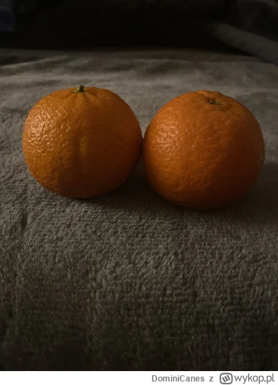 DominiCanes - Å słowo dwiema mandarynkami się stao