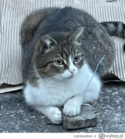 curiousboi - @ruskizydek @hanamontana_ to muj prywatny kot