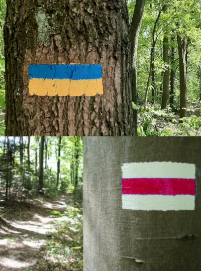 inkill - Wybrałem się na spacer po polskich lasach, na drzewach co jakiś czas spotyka...