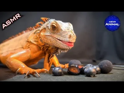 KrolCyganowWladcaPatologii - @Glimpse0fTheFuture: Nie czytać tego postu, @Glimpse0fTh...