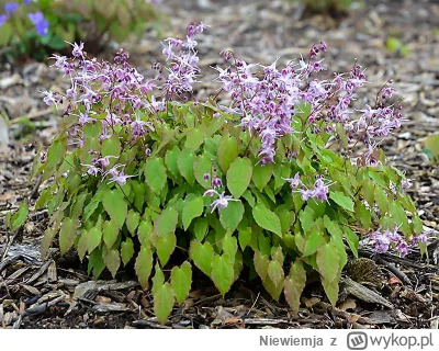 Niewiemja - Pytanie. Ma ktoś epimedium wielkokwiatowe w ogrodzie? #rosliny #ogrodnict...