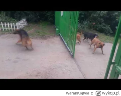 WaranKojtyla - #kononowicz stan koalicji antylateksowej na tę chwilę