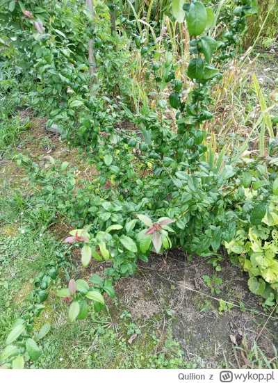 Qullion - Czas zerknąć na działkę. #ogrodnictwo
Roślinki prezentują się całkiem nieźl...