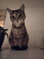 Laronesq - #koty #kitku #pokazkota
Żegnaj. Oby tam gdzie się udałaś, nie zabrakło Ci ...