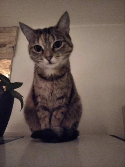 Laronesq - #koty #kitku #pokazkota
Żegnaj. Oby tam gdzie się udałaś, nie zabrakło Ci ...