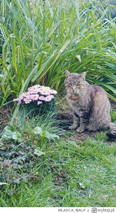 WLADCA_MALP - #zdjeciatarzana #pokazkota