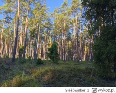 Sleepwalker - Tu powinien być wysyp