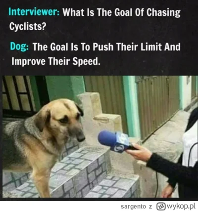 sargento - #Heheszki #kolarstwo #smiesznypiesek