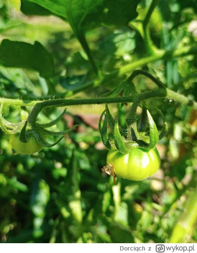 Dorciqch - Jest i pierwszy pomidor na krzaku