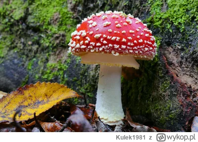 Kulek1981 - Czwarty dzień testowania nalewki z #amanitamuscaria.
15g suszonego grzyba...