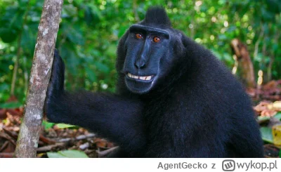 AgentGecko - AAAA, JA WŚCIEKNIĘTY! AAAA, JA RZUCAĆ LODEM W SĘDZIA!!!

#mecz #fcbarcel...