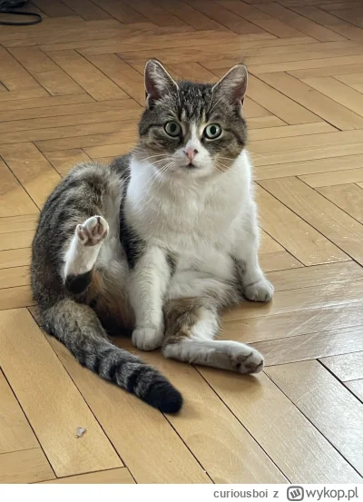 curiousboi - Goronce kotki w twojej okolicy [zobacz wideo] #pokazkota #kot #koty