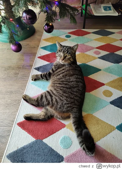 chwed - Narysuj mnie jak jedną ze swoich francuskich dziewczyn ( ͡° ͜ʖ ͡°)

#koty #ki...