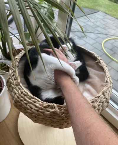 jatutylkonamoment - Kiedyś bała się ludzi dzisiaj bez człowieka nie uśnie.
#pokazkota...