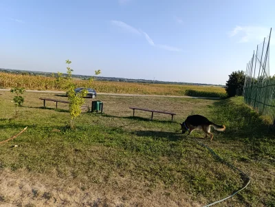 amozetoostatniraz - Tak mnie pociągnął na lince w sobotę za kotem, że chyba mi wyrwał...