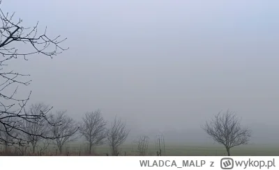 WLADCA_MALP - Dziś niebo spadło nam na głowy... 
#zdjeciatarzana #dziendobry