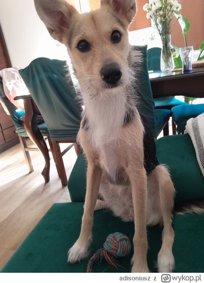 adisoniusz - @adisoniusz