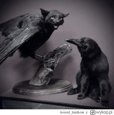 leonidbialkow - @CorvusFrugilagus: cze dla cb kolego latajoncy