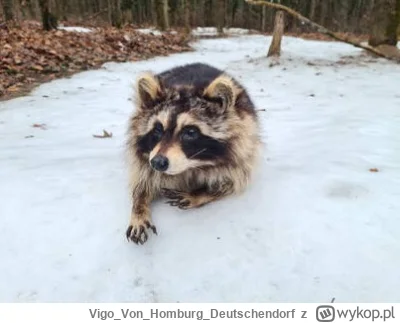 VigoVonHomburg_Deutschendorf - #szopeknadzis