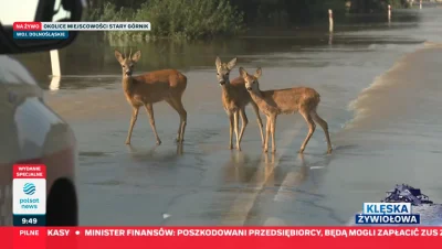 Koner1391 - sarenki nie wiedzą gdzie uciekać 
#powodz