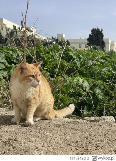 fajfus42d - Na tego #maltanskiekitku obowiązuje, hehe, Rabat
#koty