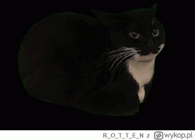 ROTTE_N - #heheszki #koty