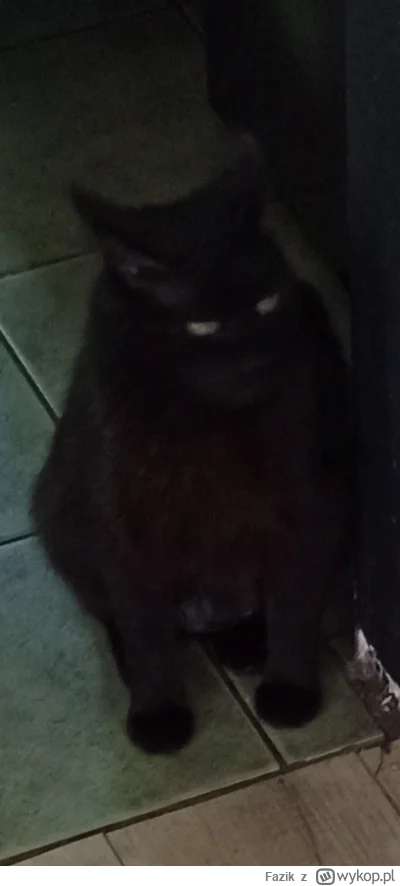 Fazik - Pan ciemności powrócił
#koty #pokazkota #kitku