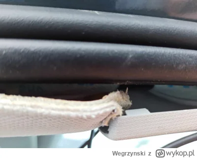 Wegrzynski - Zdjęcie nr 2