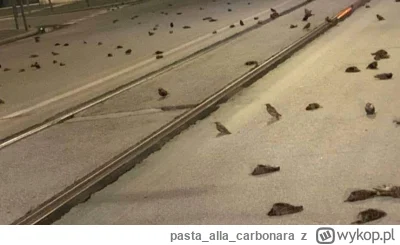 pastaallacarbonara - @MokebeElDursi: poczytaj sobie, ile ptakow ginie podczas sylwest...
