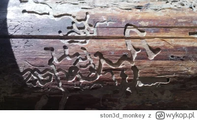 ston3d_monkey - Mirole, mam pytanko, co za insekty robią takie artystyczne wzorki na ...