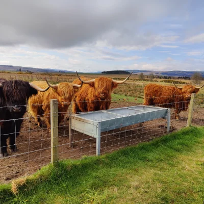 McWozniak - Highland Coos! (｡◕‿‿◕｡)

#zwierzeta #przyroda #szkocja #krowy #natura