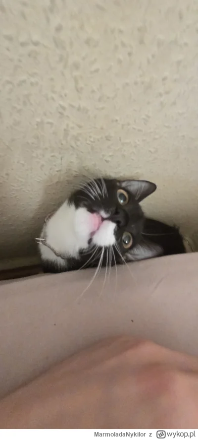 MarmoladaNykilor - #kot #pchelkafanclub