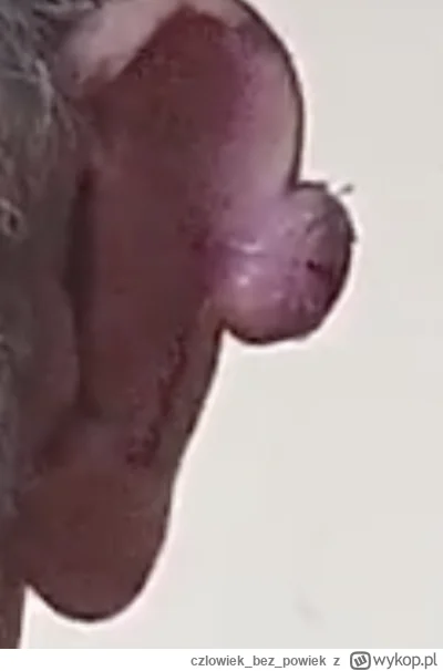 czlowiekbezpowiek - #danielmagical NO HARO! (ง ͠° ͟ل͜ ͡°)ง