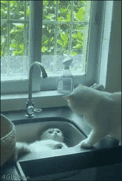 ReelYumanBoeing - @wybryk_natury gif opowiada tragiczną historię