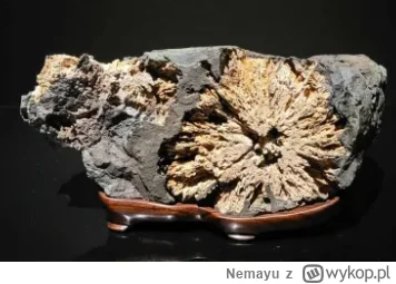 Nemayu - @CKNorek: Krowa z odbytem na boku

Albo prosiak

Korpus krowy, ryj świni.