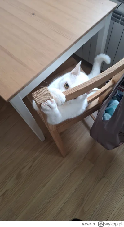 yawa - Dotknij a zobaczysz co znaczy cierpienie!

#kot #koty #pokazkota