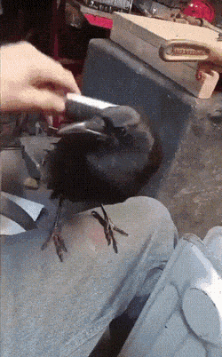 Corvus_Frugilagus - Dobranoc wszystkim i życzę miłej niedzieli.