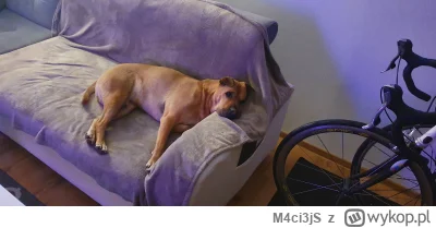 M.....S - Tak, słucham człowiek? Tak, całkiem wygodnie, dziękuje.

(｡◕‿‿◕｡)

#pokazps...