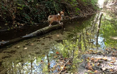 Chlejus - Kaskader pływać nie lubi, ale woda mu nie straszna.

SPOILER

SPOILER

#pok...