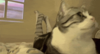 Umeraczyk - ʕ•ᴥ•ʔ