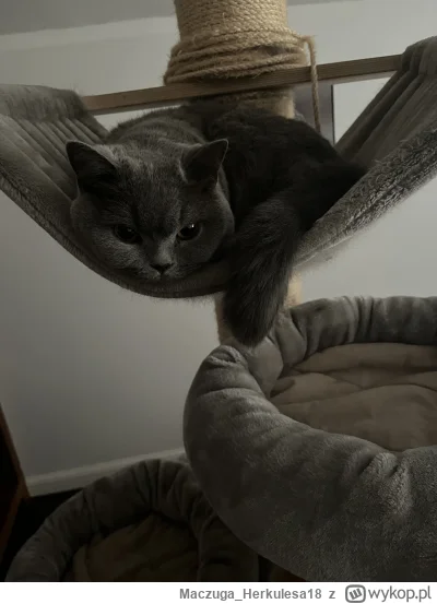 Maczuga_Herkulesa18 - 8 stopni i humor popsuty #koty #pokazkota
